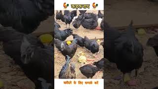 कड़कनाथ मुर्गी खरीदने के लिए सम्पर्क करें | Kadaknath  Murgi Sell देसीमुर्गी