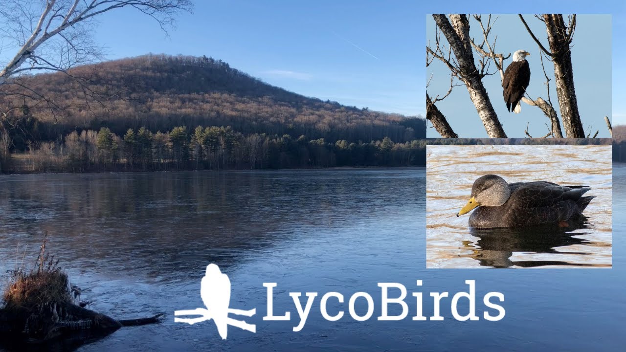 Winter Birding at Rose Valley Lake and Beyond , 1/4/22 - Virtual Field Trip