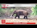Kokan News : आडाळी एमआयडीसी परिसरात ओंकार हत्तीचा वावर | ABP Majha