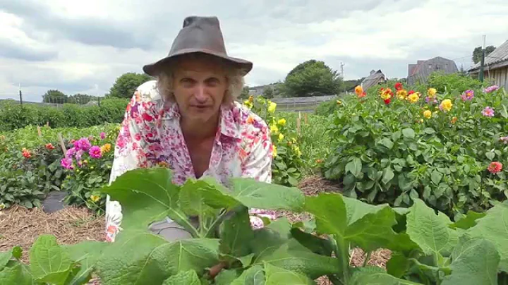 Botanical Explorer Series: Yacn with Joseph Simcox