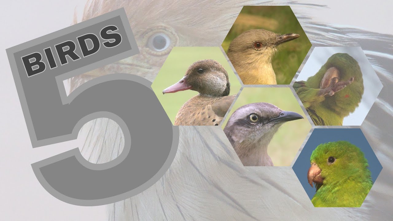 5 Mysterious But Common Brazilian Birds