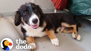 puppy found alone empty building takes 5 days trust his
