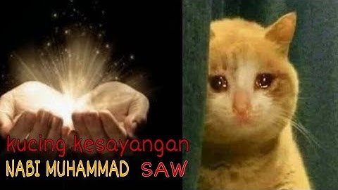 KISAH NABI MUHAMMAD SAW KEISTIMEWAAN MUEZZA KUCING RASULULLAH SAW || KISAH BENAR