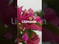 Lilimoon coleção primavera verão 2025🌸
