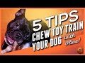 5 Tips to Chew Toy Train your Dog (w/Olive!) - Chew Toy Training