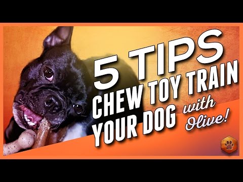 Video: Mainan Dog Terbaik untuk Chewers