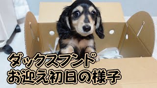 孤独な女の家にダックスフンドの子犬がやってきた！お迎え初日の様子