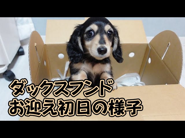 ダックスフンドのみつばの人気動画 Youtubeランキング