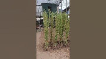 Bán cây trúc quân tử cao 1.2m 0977973535