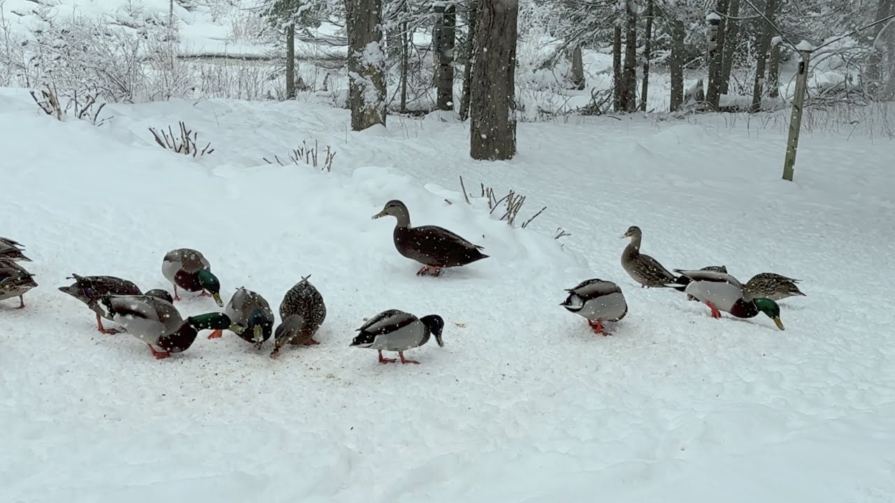 Return of the Black Duck and Co  🦆