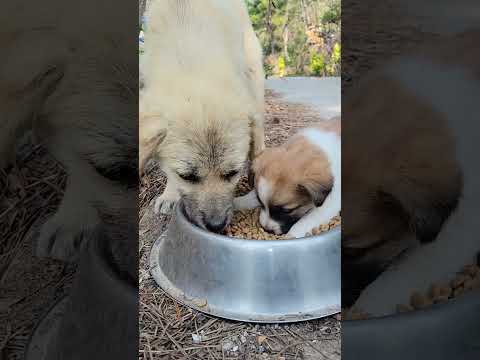 생후1달1일 첫 사료!