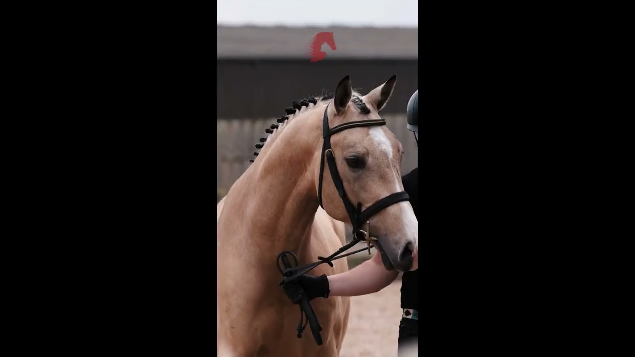 Grande Cru Stallion Show 2025