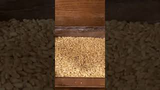 Grinding 20 yr old Wheat in Antique Grinder #wheat