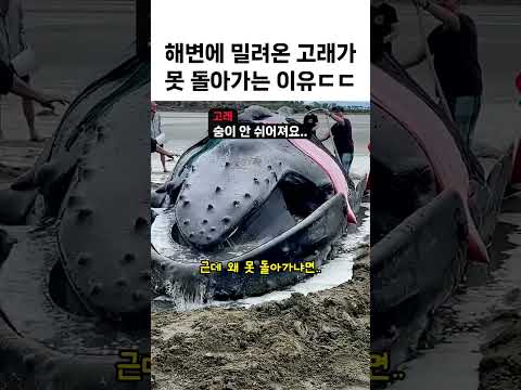 좌초된 고래가 파도가 와도 못 돌아가는 이유ㄷㄷ thumbnail