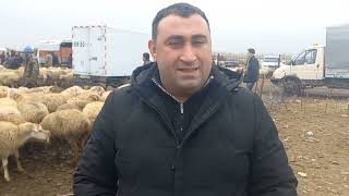 berde qoyun bazari 2023 0513604615 - YouTube