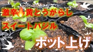 自然栽培・葉物のポット上げは９cmポットで【おまけ→】TimeLaps：苗がすくすく育つ様子 【家庭菜園にも使える】