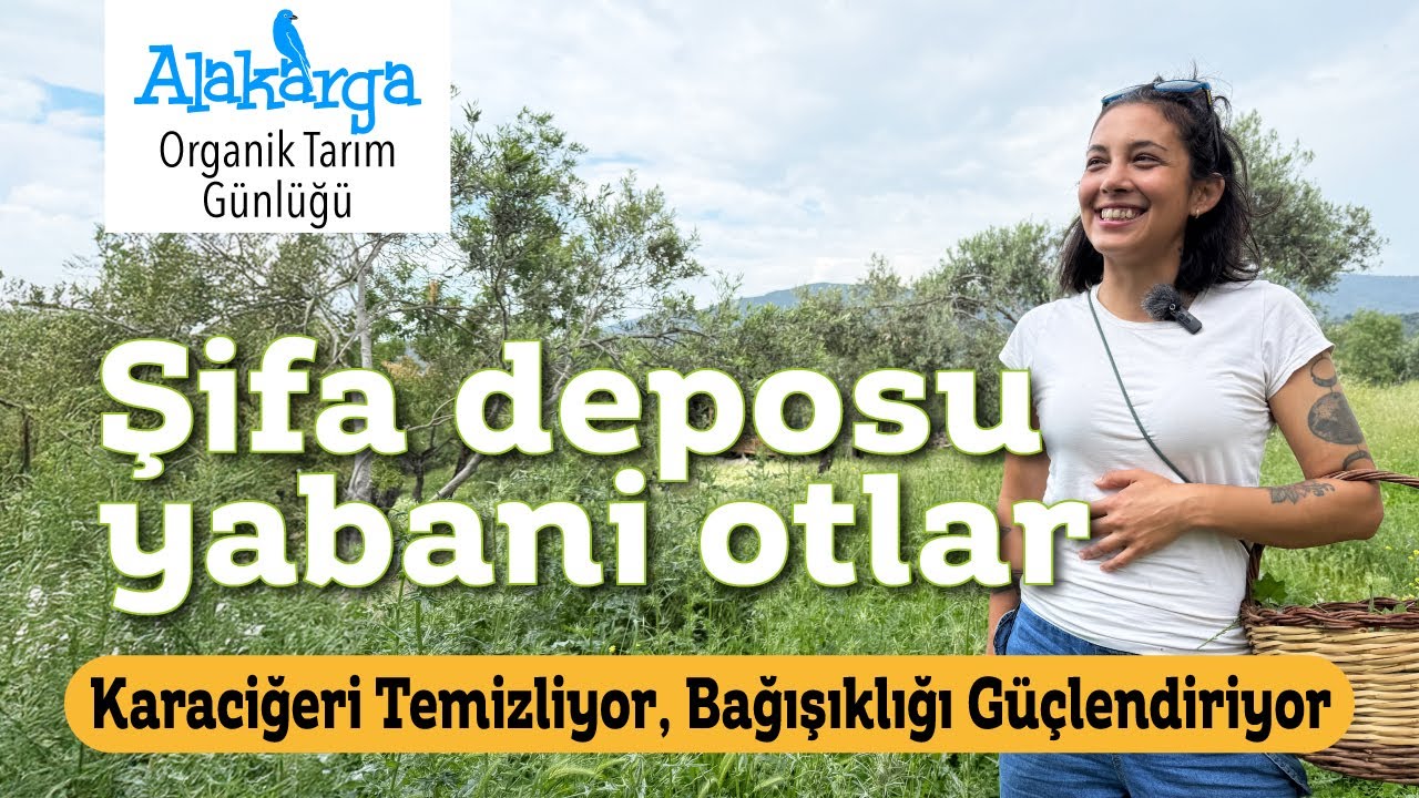 Bahçedeki Eczane/ Yenilenebilir Yabani Otlar/ Şifalı Otlar [2025]