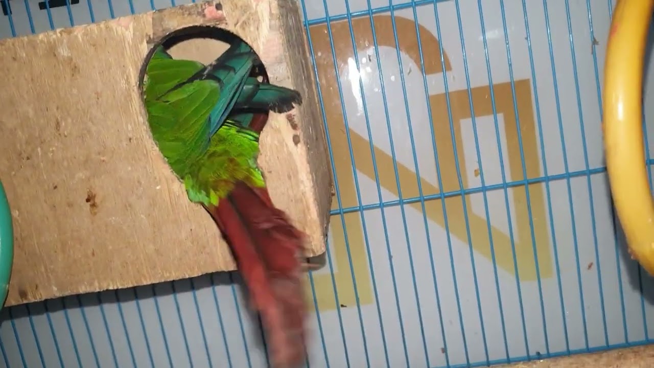  At night time .... 🌙🌛🌝🐦 #birds #parrot #birdslovers #birdssleepingtime #parrotvideo #pets 