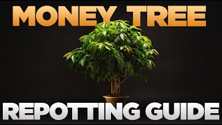 The EASIEST Money Tree Repotting Guide EVER! Repot in a few simple steps!