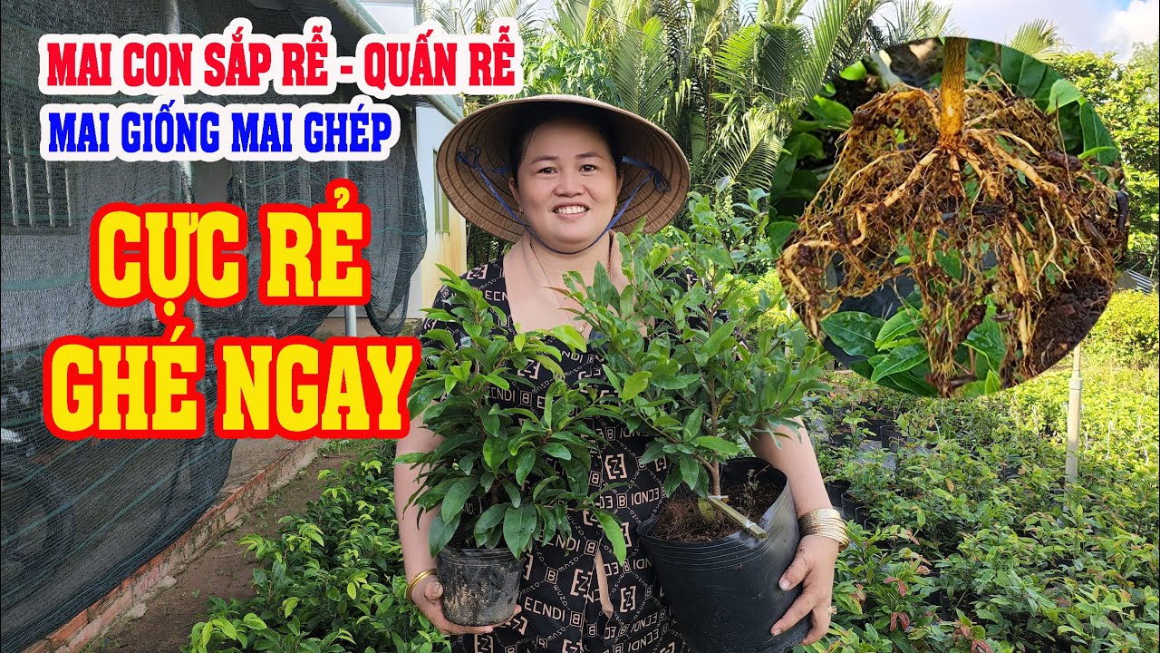 📞 Trà Thanh 0342175899 GL MAI CON QUẤN RỄ SẮP RỄ MAI GHÉP MAI GIỐNG CỰC ...