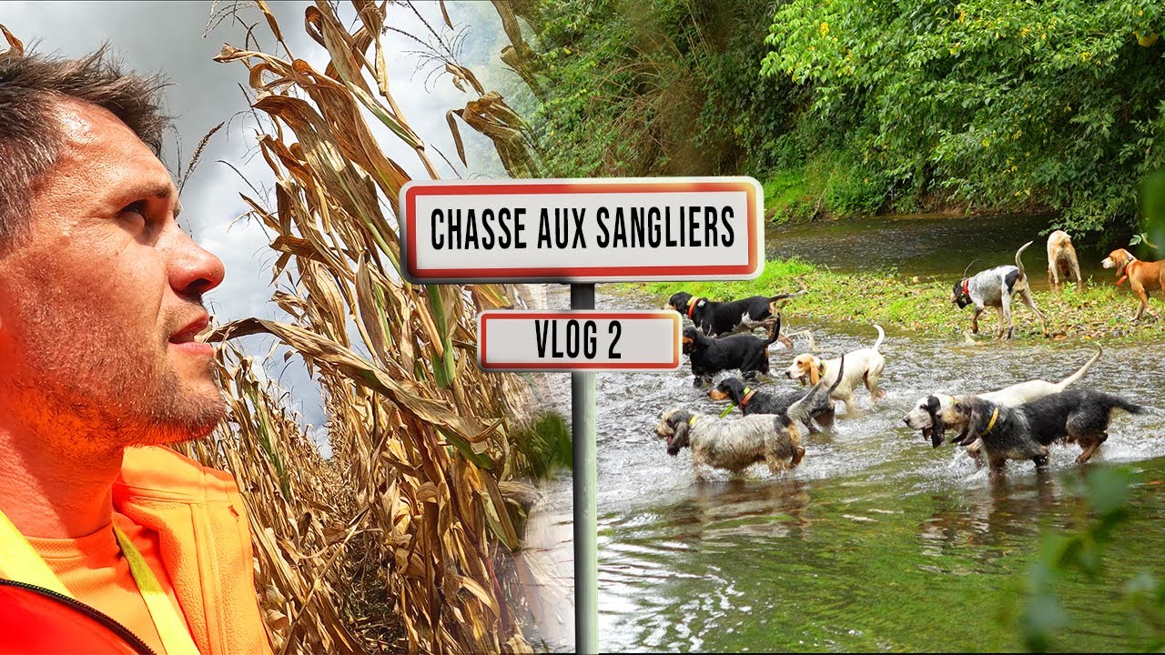 UNE CHASSE AUX SANGLIERS DE FOLIE: saison chasse 2026