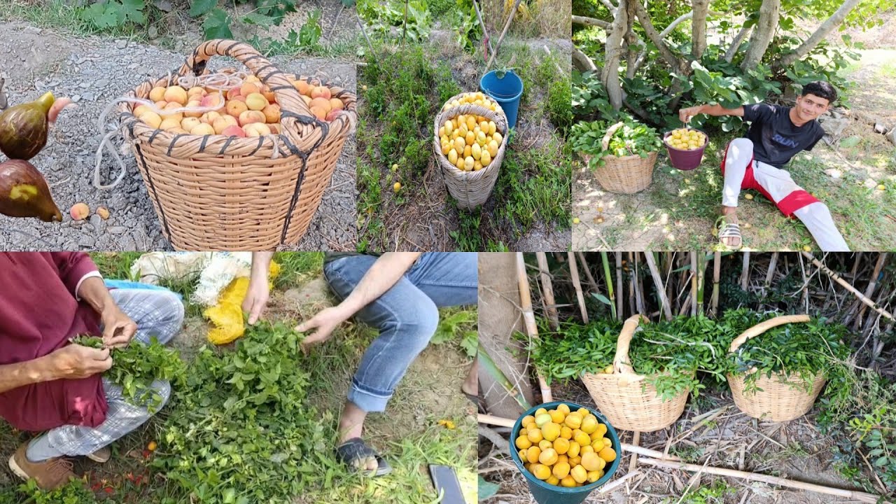 (عيدكم مبارك سعيد):شاهدو خيرات الله في تغزويث إرغمان بنواحي الحسيمة #الريف?#واد_غيس