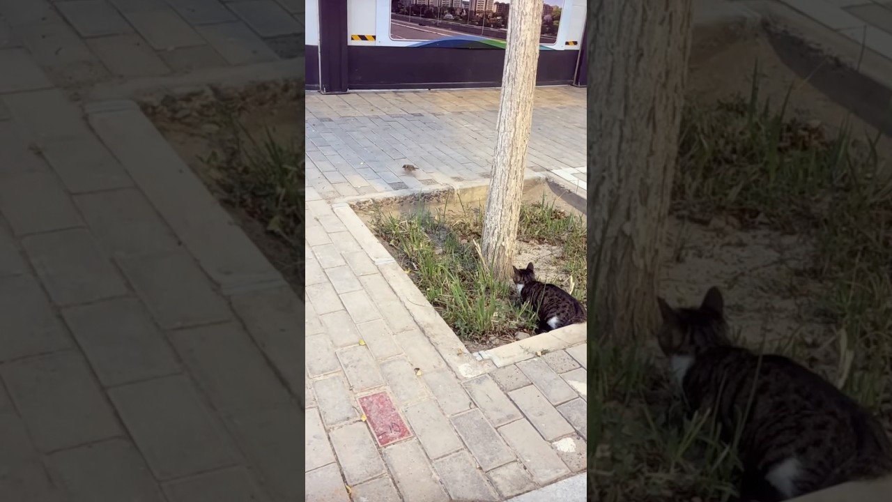 Cat Caught Hunting Bird in Middle of Street