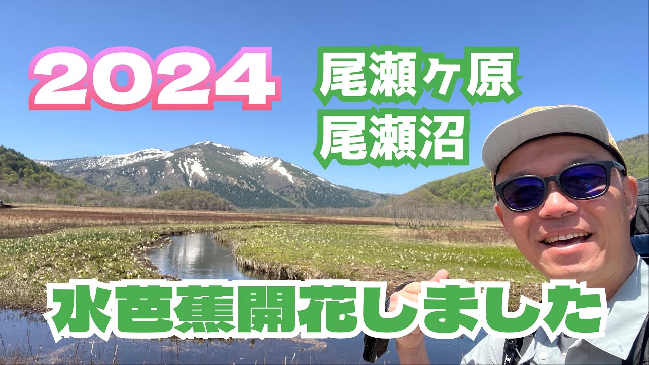 Oze Skunk Cabbage] 2024 Latest Edition: Flowering Status of
