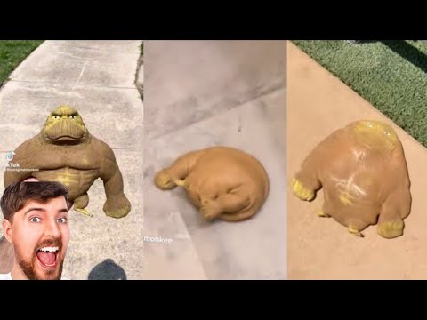 Dropping A Stretch Monkey | It Was So Much Fun | Funny Video