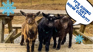 Prepping the goats for winter weather 🥶 | Three Little Goats