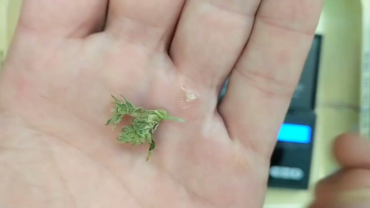 "Fatso" larf from Fluent Fruitland Park. "28% supposedly 2.5% terps" LARF!