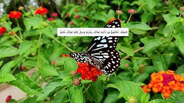 أحلى وأخشع قراءة للشيخ شيرزاد - سورة هود