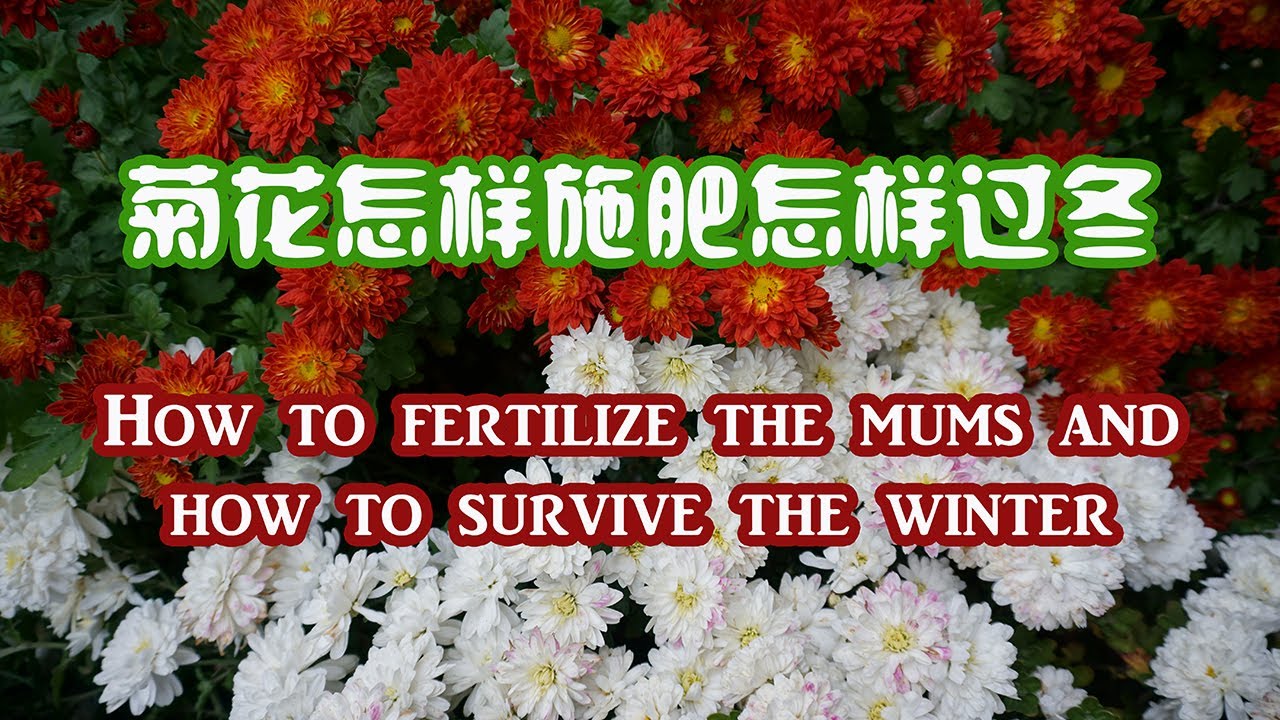 6 How To Fertilize The Mums And How To Survive The 6-how-to-fertilize-the-mums-and-how-to-survive-the