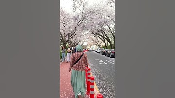 Thumbnail of Cheery Blossoms in South Korea 🇰🇷 #music #guitarcover
