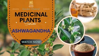 🌿 Ashwagandha: The Stress-Busting Super Herb! 🌟 Unlock Its Ancient Secrets!