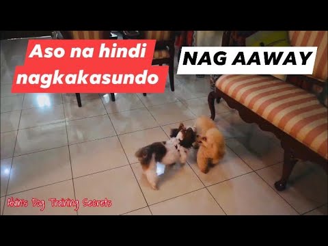 Video: Paano Maging Asong Babae