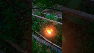 Storm clouds and tomato plants with a night light