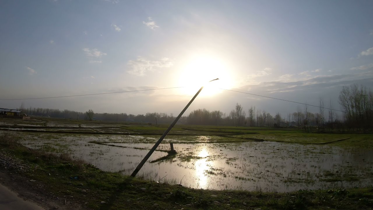 Agricultural fields of Pulwama, the 'Rice Bowl of Kashmir