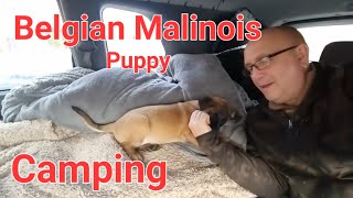 Belgian Malinois Puppy • Car Camping