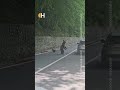 Un bulgar a fost atacat de o ursoaică pe Transfăgărășan, după ce a hrănit animalul din mașină