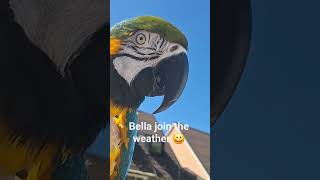 Bella join the weather #parrot