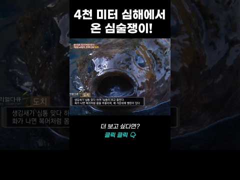 4천 미터 심해에서 온 심술쟁이! 도치의 모든 것 | 리얼다큐 숨