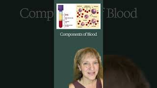 Speed A&P: Circulatory System for the MBLEx (2.5 Minute Review)