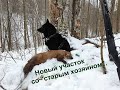 Охота с лайками на куницу. Новый участок со старым хозяином.