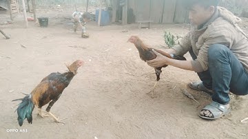 noob qaib ntaus zoo heev nawb phooj ywg