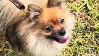 Fluff And Stuff Graduated To Two 15 Minute Walks Now Love And Hugs