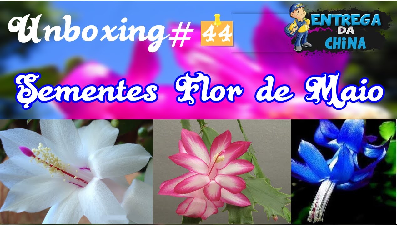 Unboxing#44 Sementes de Flor de Maio // Aliexpress - thptnganamst.edu.vn