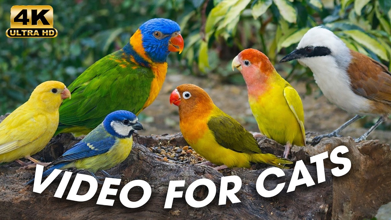 4K Cat TV 🐦 Colorful Birds Feeding Frenzy 🌿 | Video for Cats to Watch #Cattv24hours #Birdwatching4k
