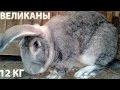 Популярные породы кроликов для домашнего разведения