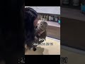 اموتتت بالقطط 🐰📍.عندي جنون فيهم